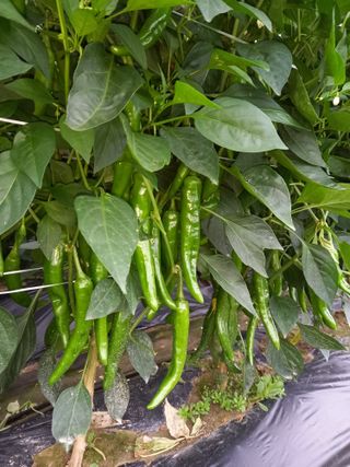 이영수님의 참깨 · 자유게시판 작성글 사진