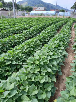 이영수님의 고구마 · 자유게시판 작성글 사진