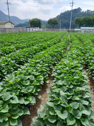 이영수님의 고구마 · 자유게시판 작성글 사진