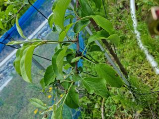 전만재님의 사과 · 병해충상담 작성글 사진