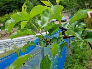 전만재님의 사과 · 병해충상담 작성글 사진