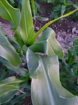 팜모닝 기타작물·병해충상담 게시글 이미지