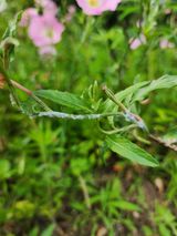 팜모닝 자유주제·자유게시판 게시글 이미지