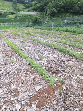 보고가든님의 최고의 제초제는 무엇인가요? · 참여 작성글 사진