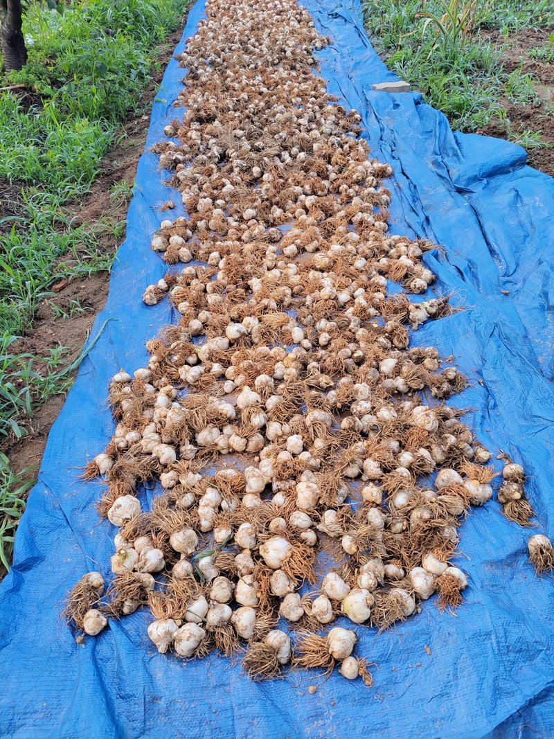 장터 상품 [코끼리마늘.대.중.합 200kg] 썸네일