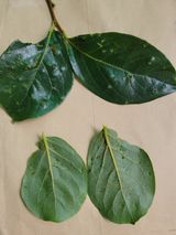 팜모닝 감·병해충상담 게시글 이미지