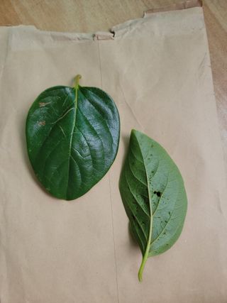 장영진 님의 감 · 병해충상담 작성글 사진