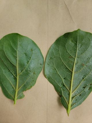 장영진 님의 감 · 병해충상담 작성글 사진