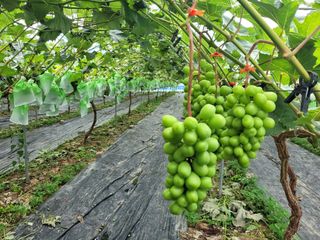 이기석님의 포도 · 자유게시판 작성글 사진