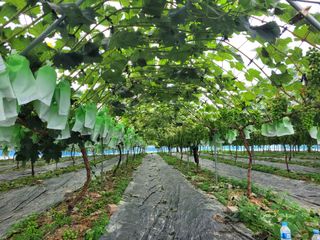 이기석님의 포도 · 자유게시판 작성글 사진