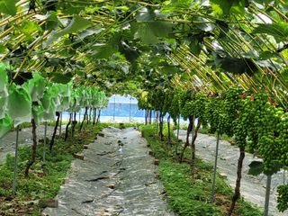 이기석님의 포도 · 자유게시판 작성글 사진