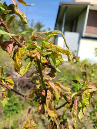 왕건형님님의 복숭아 · 병해충상담 작성글 사진