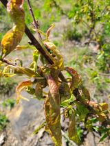 팜모닝 복숭아·병해충상담 게시글 이미지