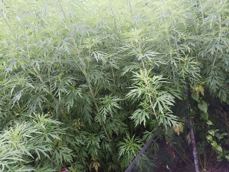 장터 상품 [육모초(익모초)] 썸네일