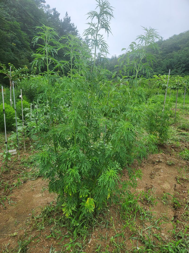 최율구님의 장터 판매 상품 [육모초(익모초)] 첨부 사진