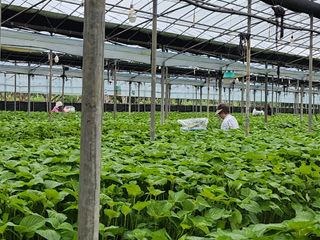 준영농장 출석왕.님의 들깨 · 자유게시판 작성글 사진