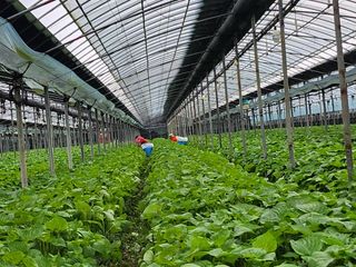 준영농장 출석왕.님의 들깨 · 자유게시판 작성글 사진