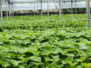 준영농장 출석왕.님의 들깨 · 자유게시판 작성글 사진