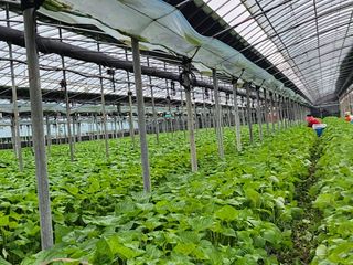 준영농장 출석왕.님의 들깨 · 자유게시판 작성글 사진