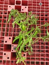 팜모닝 자유주제·자유게시판 게시글 이미지