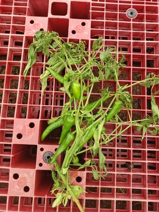 김광대님의 자유주제 · 자유게시판 작성글 사진