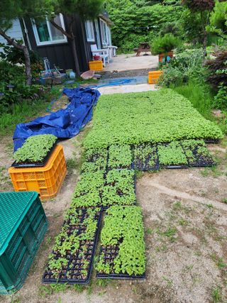 까미네님의 들깨 · 자유게시판 작성글 사진