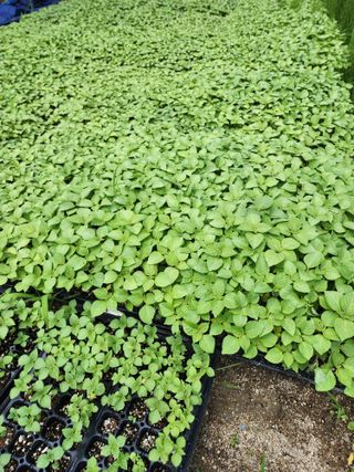 까미네님의 들깨 · 자유게시판 작성글 사진