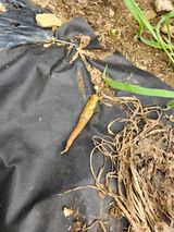 팜모닝 고추·병해충상담 게시글 이미지