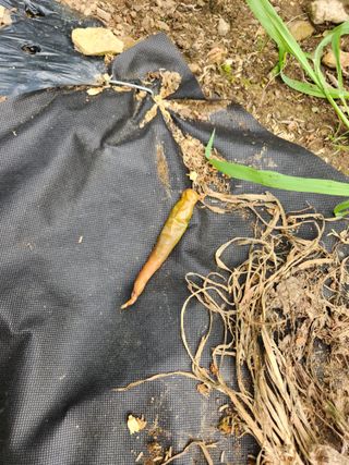 귀요미맘님의 고추 · 병해충상담 작성글 사진