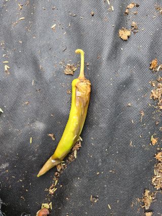 귀요미맘님의 고추 · 병해충상담 작성글 사진