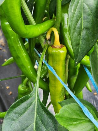 귀요미맘님의 고추 · 병해충상담 작성글 사진