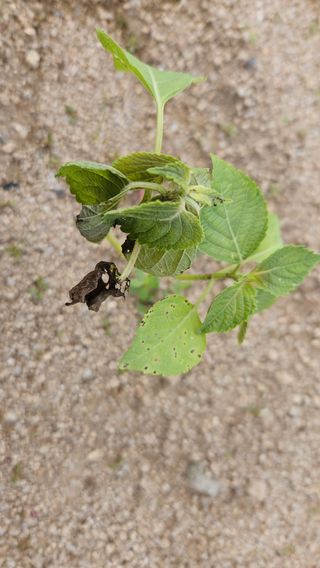 조병대님의 기타작물 · 자유게시판 작성글 사진