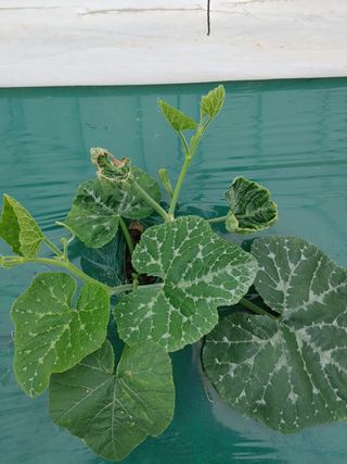 KJH님의 호박 · 병해충상담 작성글 사진