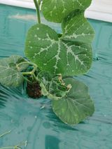 팜모닝 호박·병해충상담 게시글 이미지