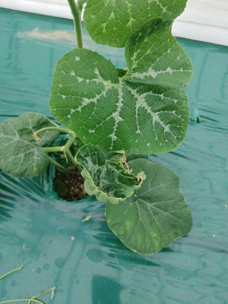 KJH님의 호박 · 병해충상담 작성글 사진