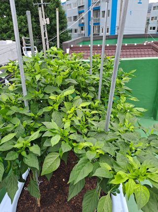 해남댁님의 자유주제 · 자유게시판 작성글 사진