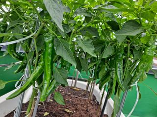 해남댁님의 자유주제 · 자유게시판 작성글 사진