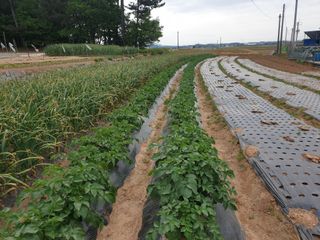 김영준님의 감자 · 병해충상담 작성글 사진