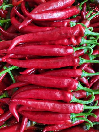 백소연님의 매실 · 자유게시판 작성글 사진