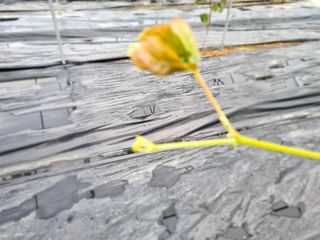 석나원님의 포도 · 자유게시판 작성글 사진