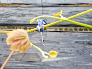 석나원님의 포도 · 자유게시판 작성글 사진