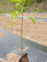 팜모닝 고추·병해충상담 게시글 이미지