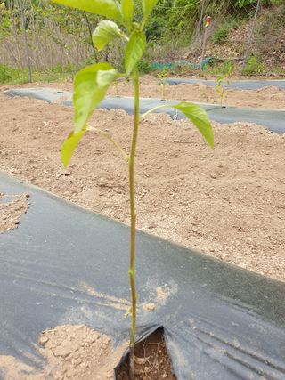 박상근님의 고추 · 병해충상담 작성글 사진