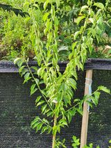 팜모닝 매실·병해충상담 게시글 이미지