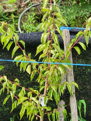 귀요미맘님의 매실 · 병해충상담 작성글 사진
