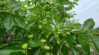 그린톡톡 오계상님의 기타작물 · 자유게시판 작성글 사진