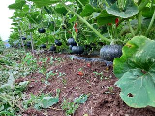 행복한 우아농장님의 호박 · 자유게시판 작성글 사진