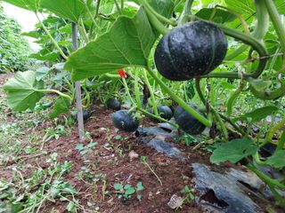 행복한 우아농장님의 호박 · 자유게시판 작성글 사진