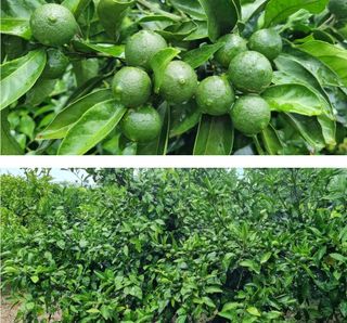 그린톡톡 오계상님의 귤 · 비료•농약 작성글 사진