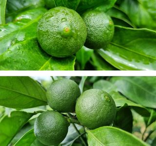 그린톡톡 오계상님의 귤 · 비료•농약 작성글 사진